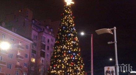 започва кампанията купи жива елхичка помогни дете