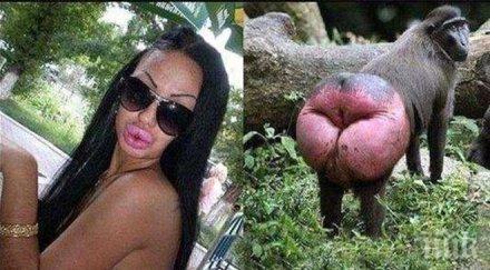 невероятно факт човешкото лице почти точно копие маймунския задник