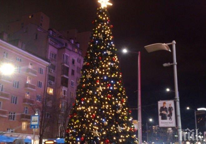 Днес започва кампанията „Купи жива елхичка, помогни на дете”