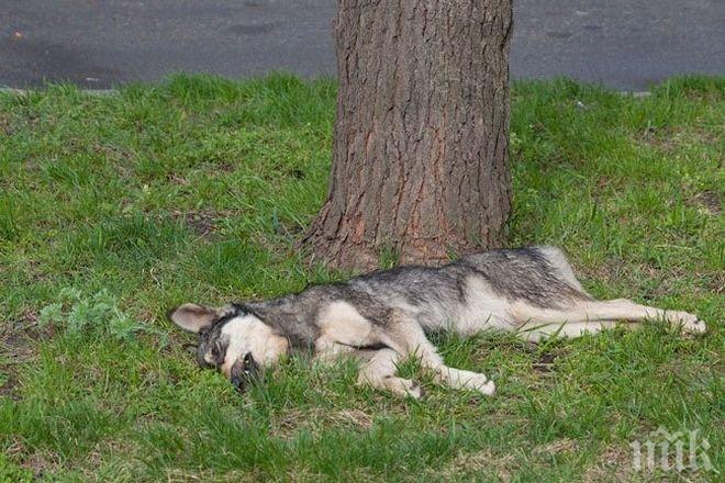 МОР! Тровят кучета със салам в Момчилград, деца снимат агонизиращите псета по улиците (ВИДЕО)