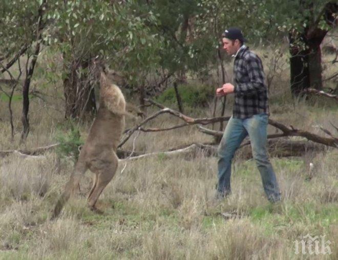 Мъж нацели кенгуру с кроше, за да спаси кучето си (ВИДЕО)