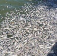 Риба еволюира, за да оцелява в замърсени води