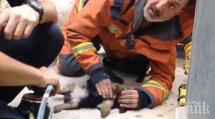 пожарникар спаси куче изкуствено дишане