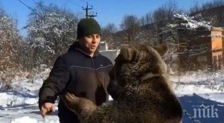 руснак осинови мечка