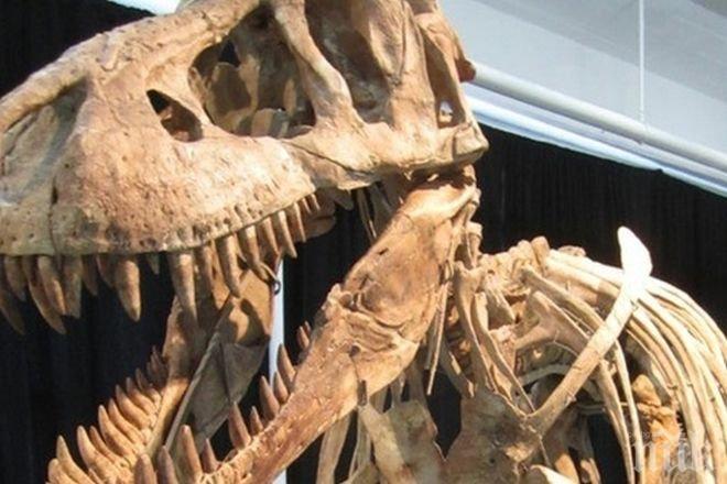 РЕКОРД!  Французин брои над 1 млн. евро за скелет на динозавър