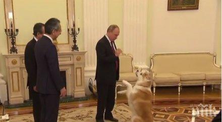путин шашна японски журналисти кучето порода акито снимки видео