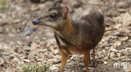 рядък вид мишевиден елен роди британския зоопарк