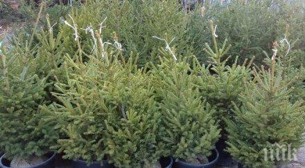 вижте запазите живо коледното дръвче