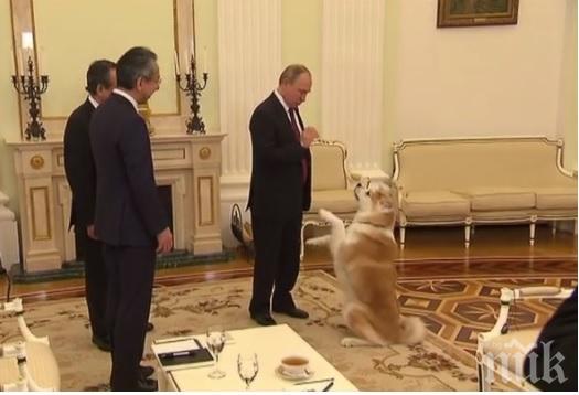 Путин шашна японски журналисти с кучето си порода акито (СНИМКИ/ВИДЕО)