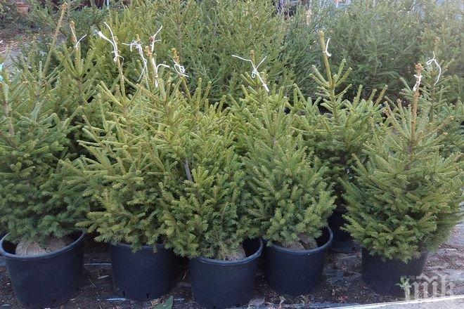 Вижте как да запазите живо коледното дръвче