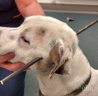 Изрод, убил куче със стрела в главата, застава пред Темида (18+)