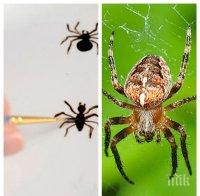 ШОК: Паяк пълзи в чинията на клиенти на ресторант! (ВИДЕО)

