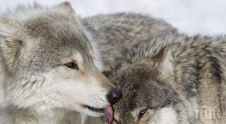 животни научат обичаме