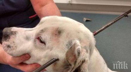 изрод убил куче стрела главата застава темида