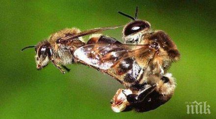 веган разкри мръсната тайна пчелния добив обезглавяват стършела вземат спермата вкарват женската пчела изнасилват