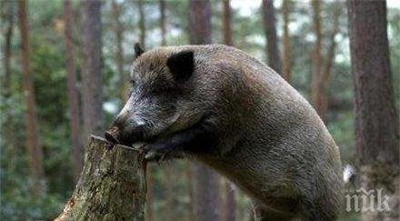 ужас созопол глигани разнасят африканска чума