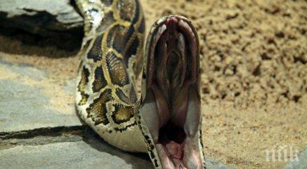 последен писък одраха два питона калъфки айфони