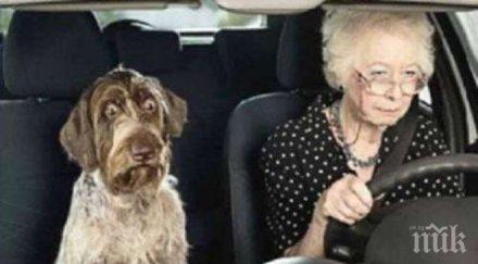 пишман водач баба оцеля шофиране километра насрещното