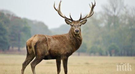 канадците посъветвани оставят елените ближат колите