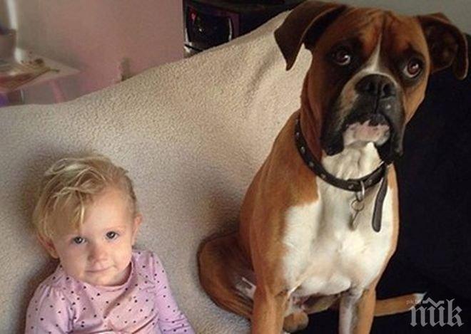 ДОБРО ДЕЛО! Събраха парите за лечението на боксер, спасил дете от отровна змия