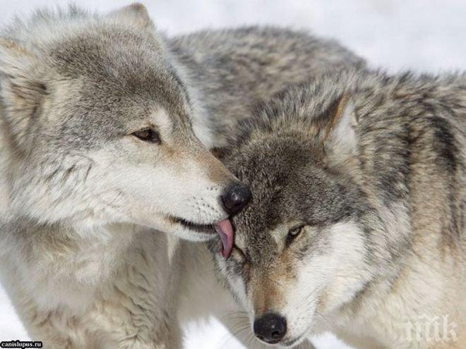 10 животни, които могат да ни научат как да обичаме