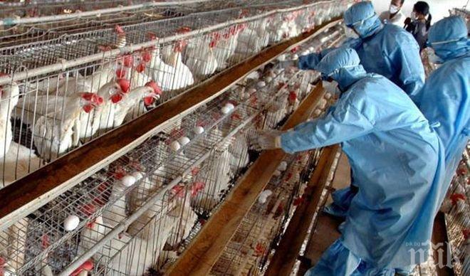 В Япония убиха 210 000 птици заради ново огнище на птичи грип