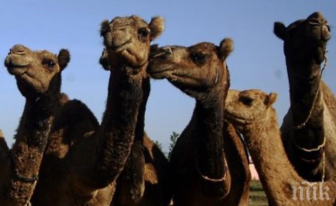 Сомалийските терористи откраднаха 2000 камили