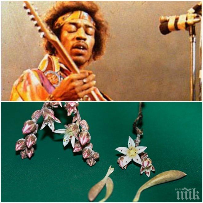 Кръстиха цвете на Джими Хендрикс