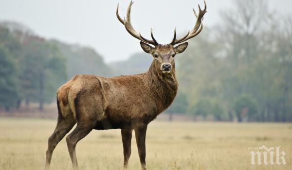 Канадците посъветвани да оставят елените да ближат колите им