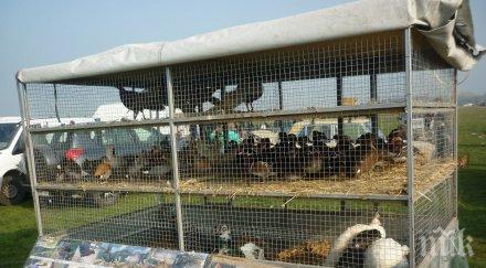 агенцията храните забрани пазарите птици