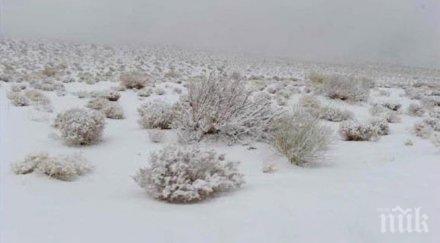 времето полудя заваля сняг пустинята сахара