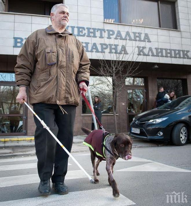 ЗА ПЪРВИ ПЪТ! Спряха сърцето на куче - водач, за да махнат тумор от него-10 български лекари се бориха за лабрадора Артър  