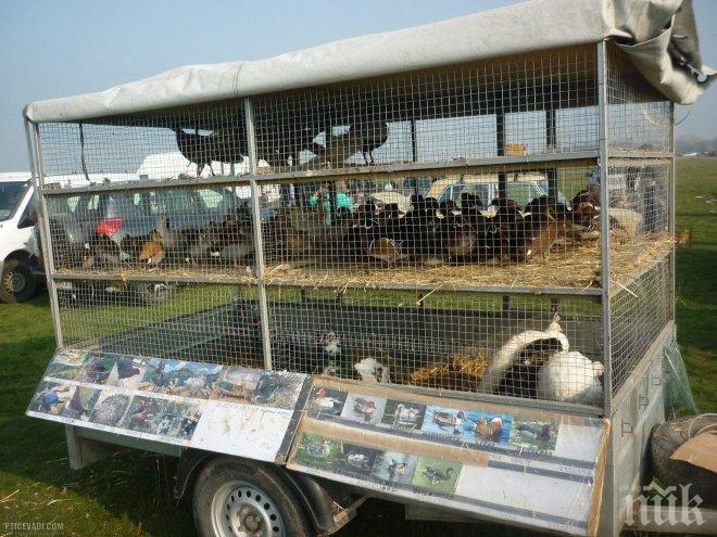 Агенцията по храните забрани пазарите за птици