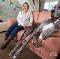 Догът Фреди признат за най-голямото куче в света