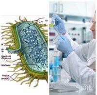 Учени: Океански бактерии лекуват рак на простатата 