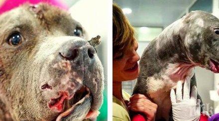 гадно питбул гладиатор издъхна приют бил наблъскан анаболи