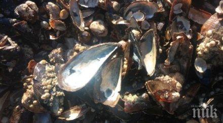 спокойно рибите мидите черно море чисти