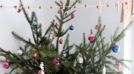 елха стотинки такова чудо