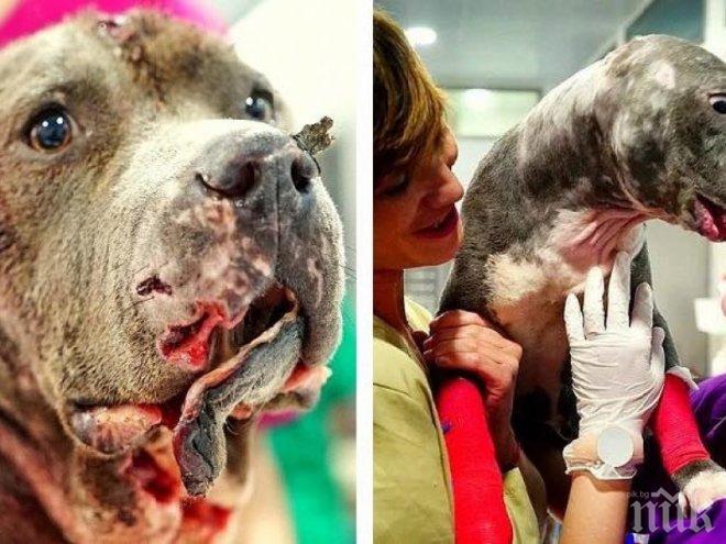 ГАДНО! Питбул гладиатор издъхна в приют, бил наблъскан с анаболи