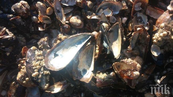 
СПОКОЙНО! Рибите и мидите в Черно море са чисти
