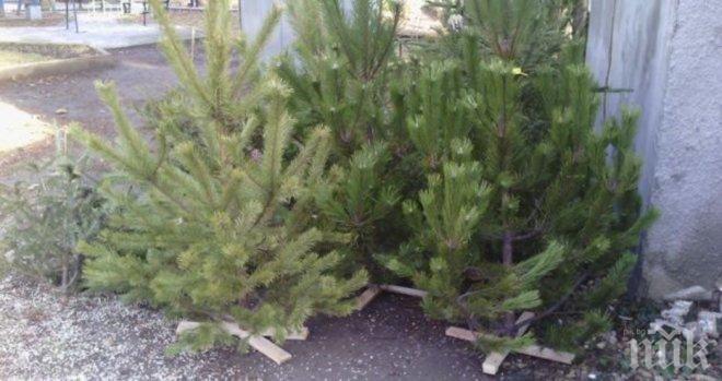 ХАЙКА ЗА НАРУШИТЕЛИ! 150 коледни елхи конфискувани само този месец в София 