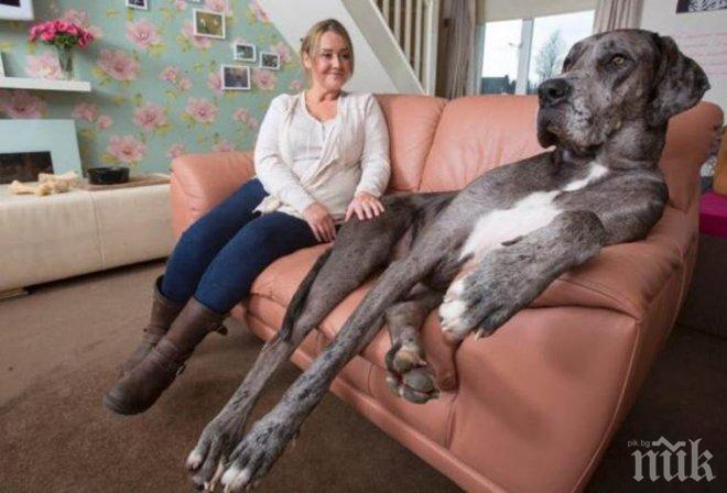Догът Фреди признат за най-голямото куче в света