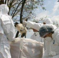 МВР и ДАНС се хвърлят в битката с птичия грип