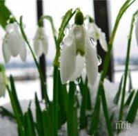 радост подранили кокичета цъфнаха нова година