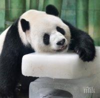 Почина прочутата гигантска панда Пан Пан