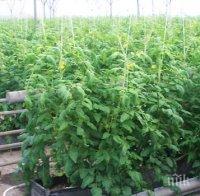 УДАР! Разбиха оранжерия за марихуана в Сливен