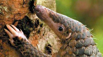 заловиха гигантска пратка тона люспи мравояд защитен вид