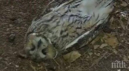 мъртви сови хвърлиха паника пазарджик