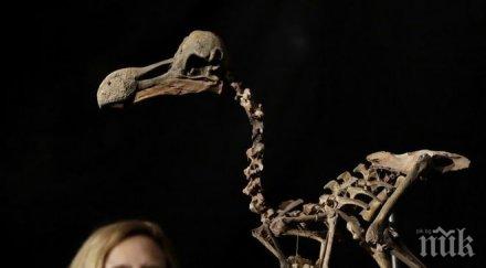 научно откритие птица отпреди млн години предсказва бъдещето планетата