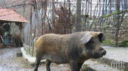 прегладнял хлапак вмъкна кочината отмъкна шопара комшийка